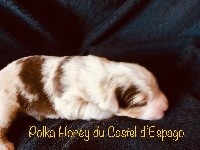 POLKA HONEY DU CASTEL D'ESPAGO