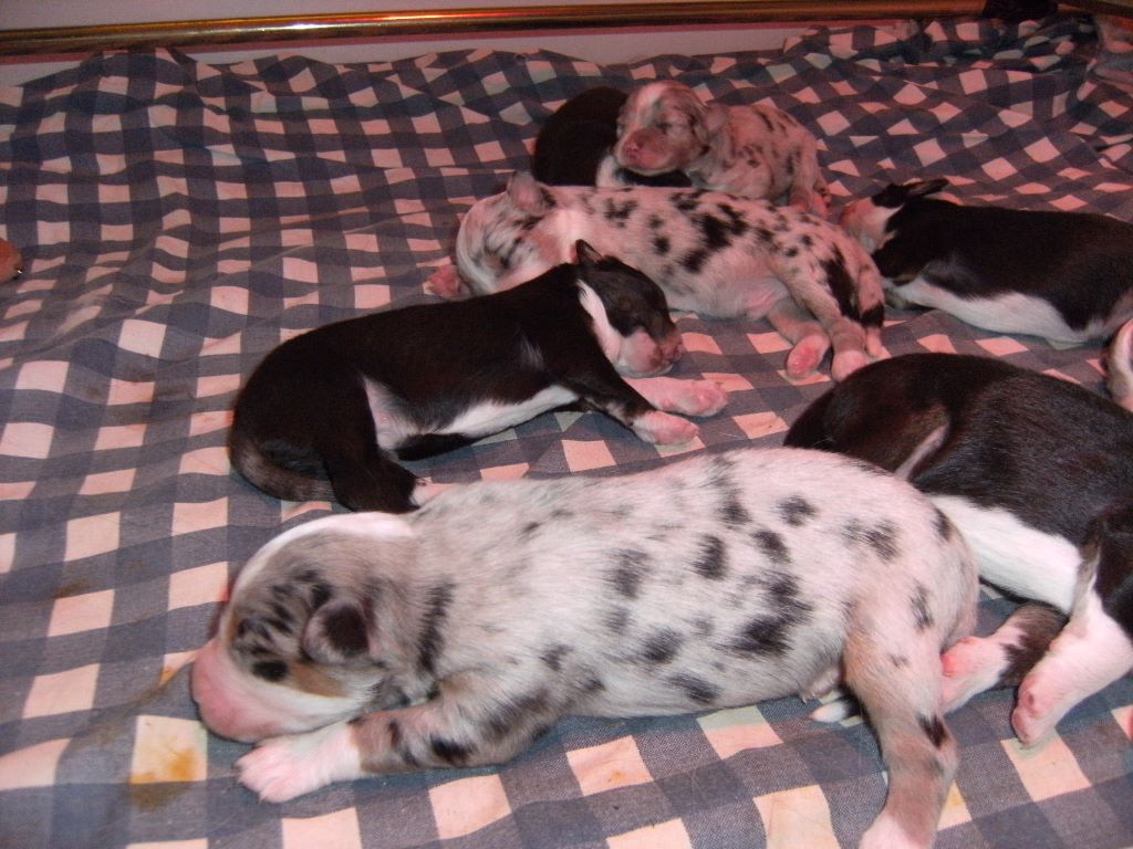 LES BEBES DE CASTELLA