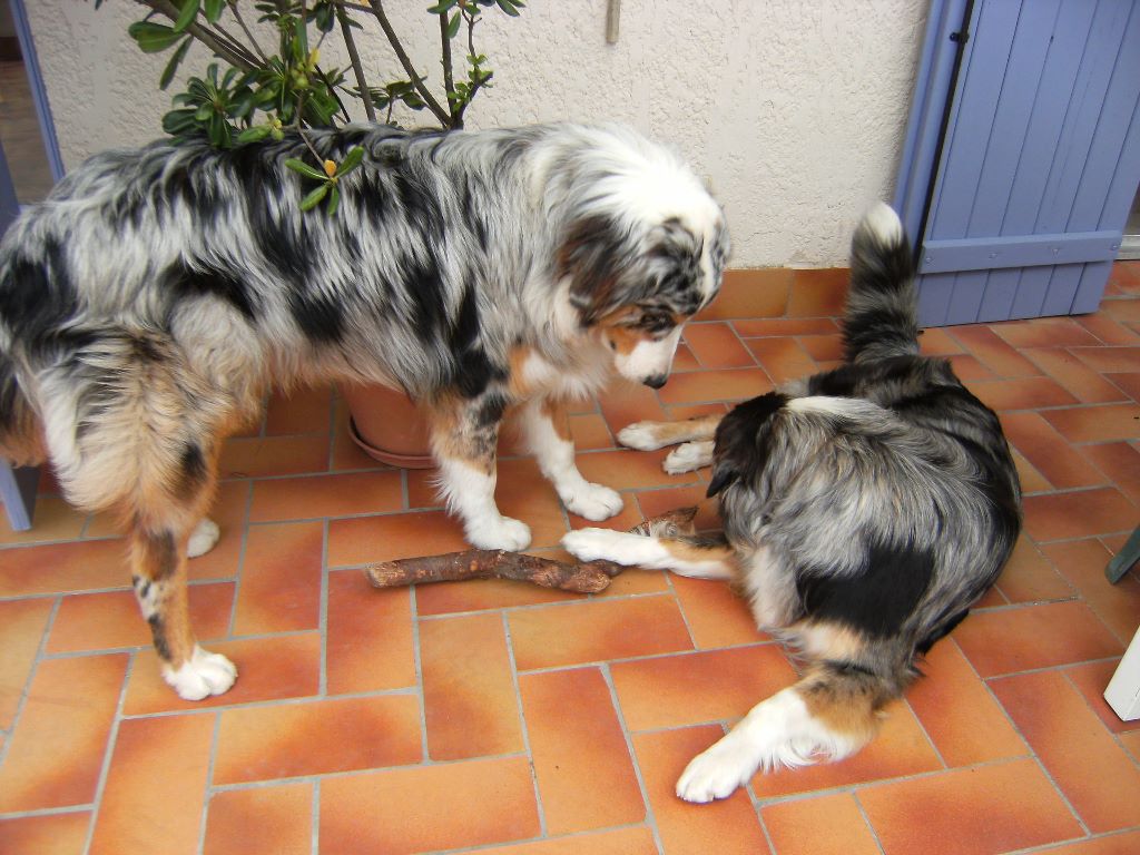 MES BERGERS AUSTRALIENS