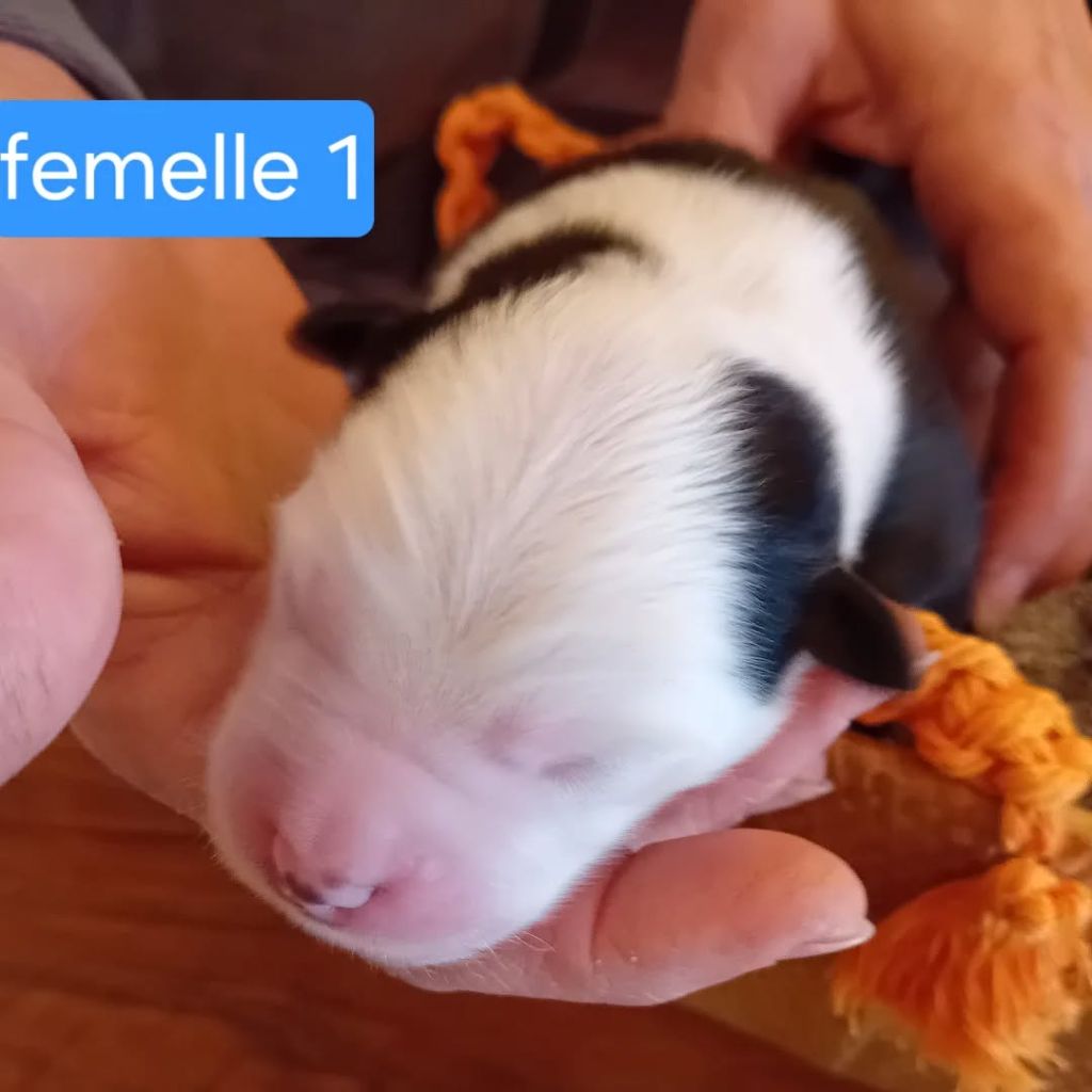 Du Castel D'Espago - Chiots disponibles - Berger Américain Miniature 
