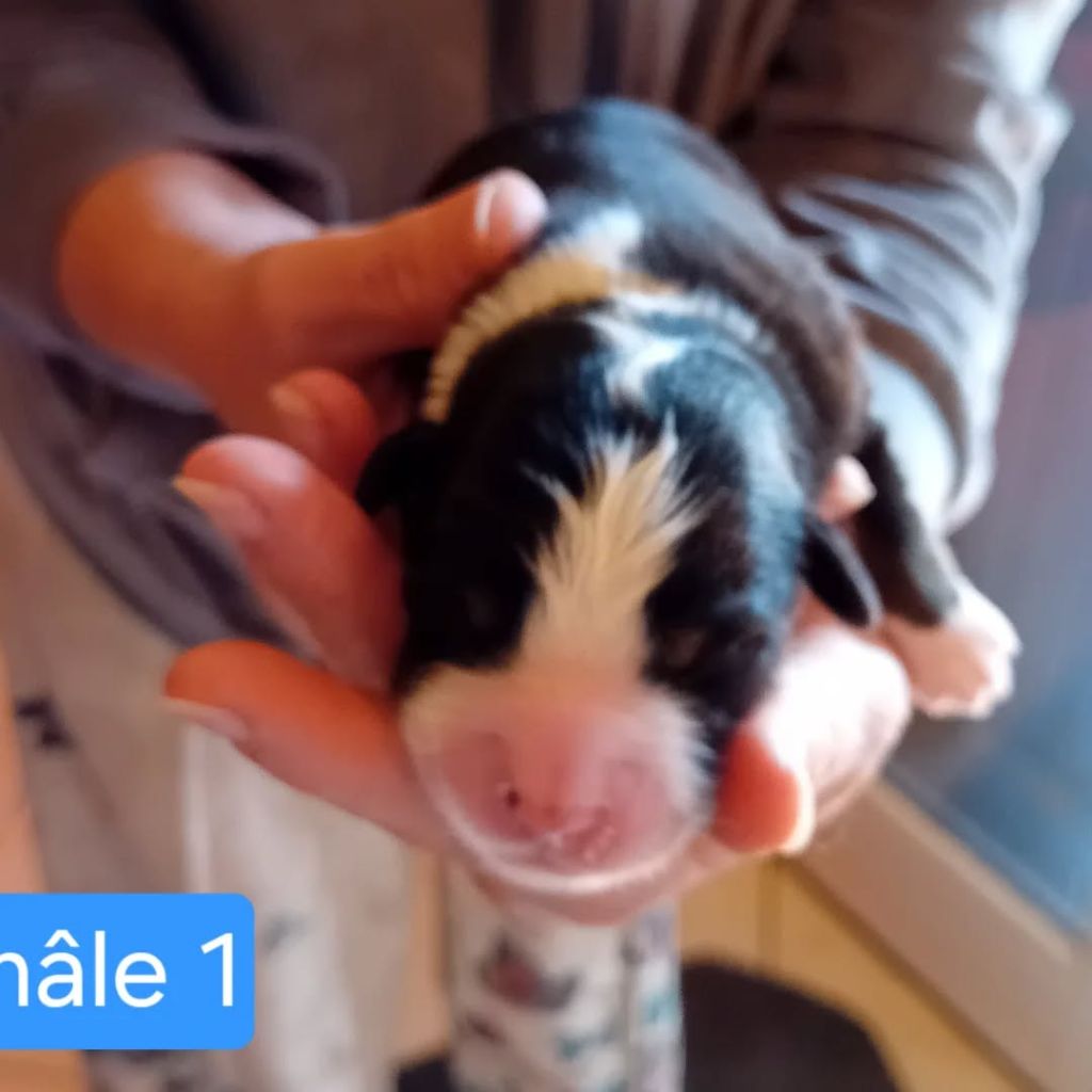 Du Castel D'Espago - Chiots disponibles - Berger Américain Miniature 
