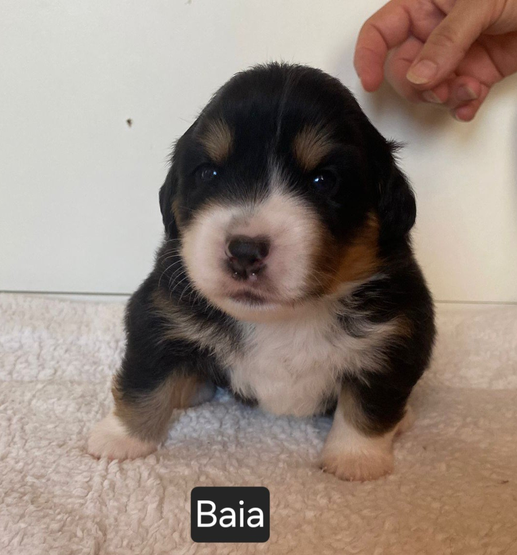 Du Castel D'Espago - Chiots disponibles - Berger Américain Miniature 
