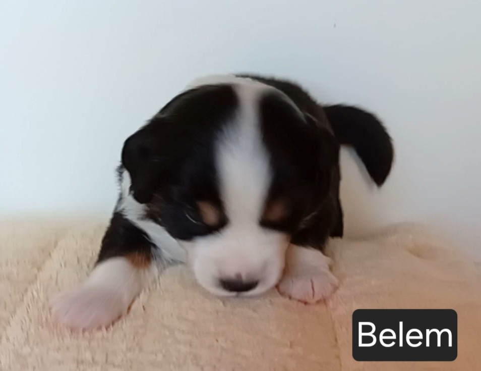 Du Castel D'Espago - Chiots disponibles - Berger Américain Miniature 