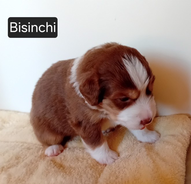 Du Castel D'Espago - Chiots disponibles - Berger Américain Miniature 