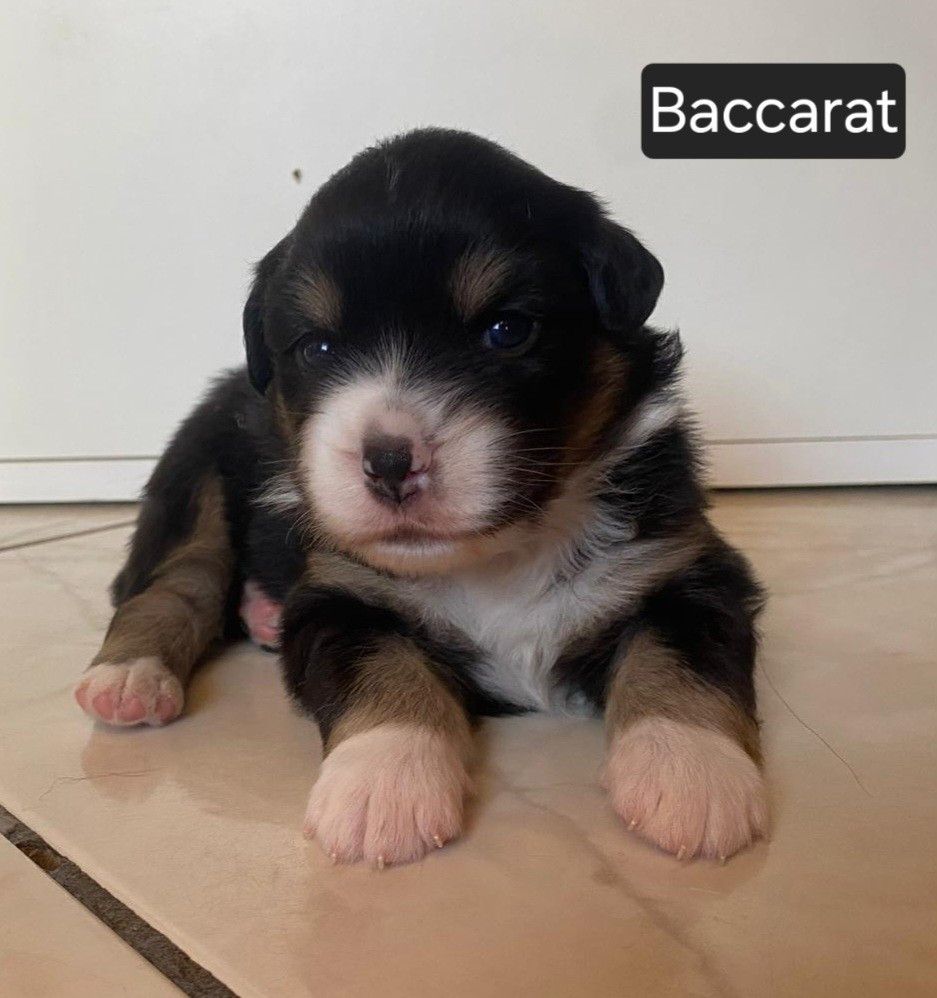 Du Castel D'Espago - Chiots disponibles - Berger Américain Miniature 