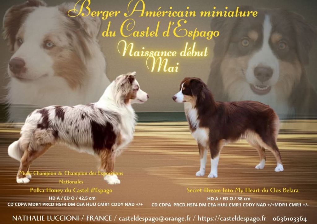 Chiot Berger Américain Miniature  Du Castel D'Espago