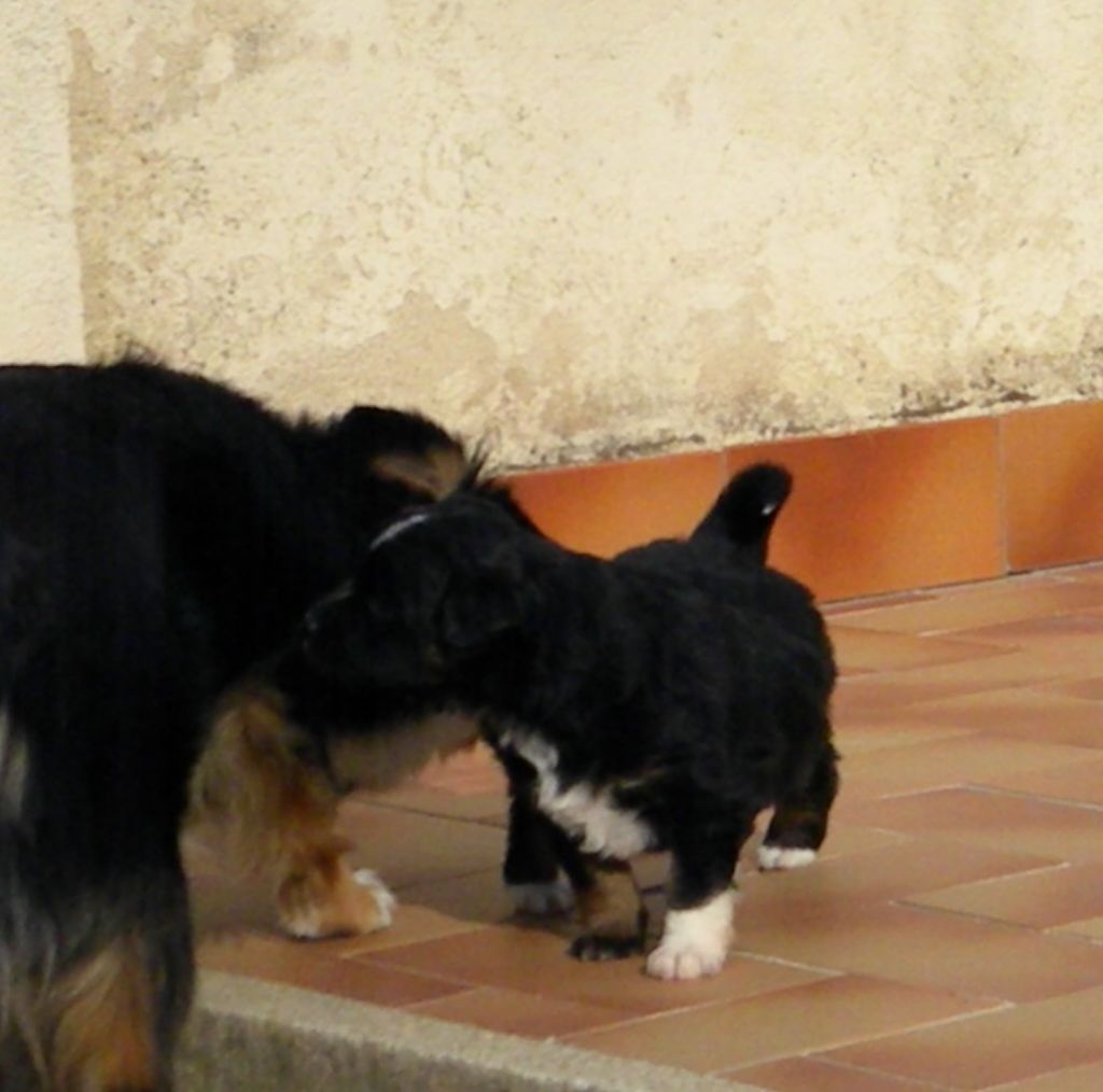 Du Castel D'Espago - Chiots disponibles - Berger Américain Miniature 