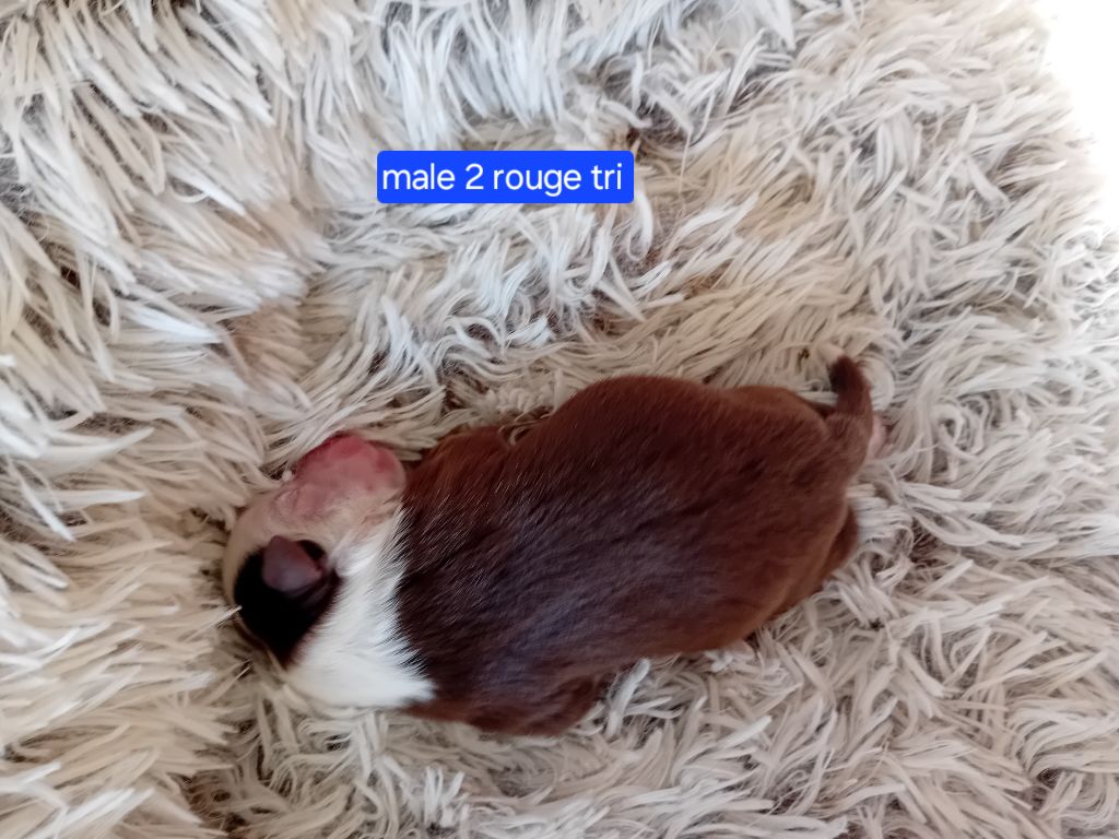 Du Castel D'Espago - Chiots disponibles - Berger Américain Miniature 