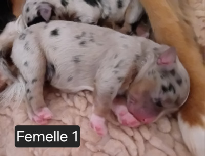Chiot N°1