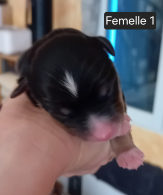 Chiot N°2