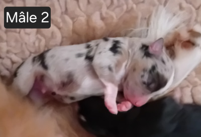 Chiot N°4