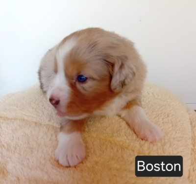 Boston
