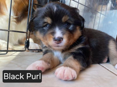 Black Purl