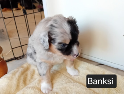 Banski