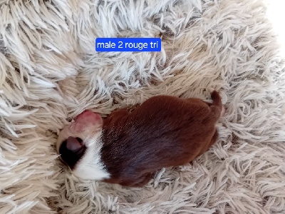 CHIOT 3