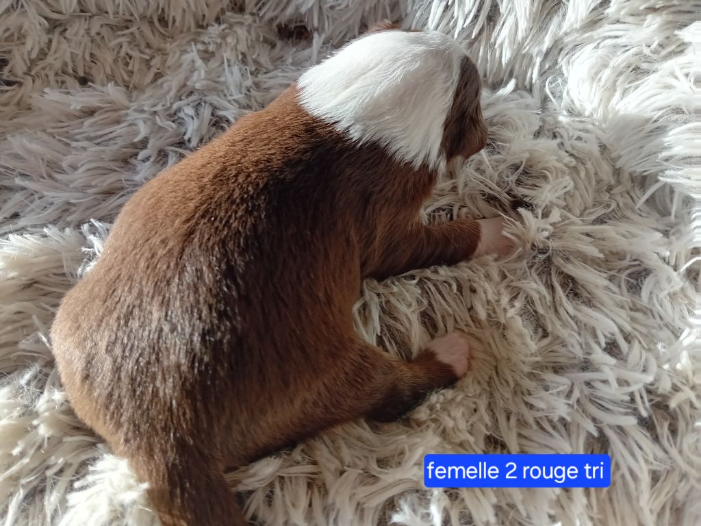 Du Castel D'Espago - Chiots disponibles - Berger Américain Miniature 