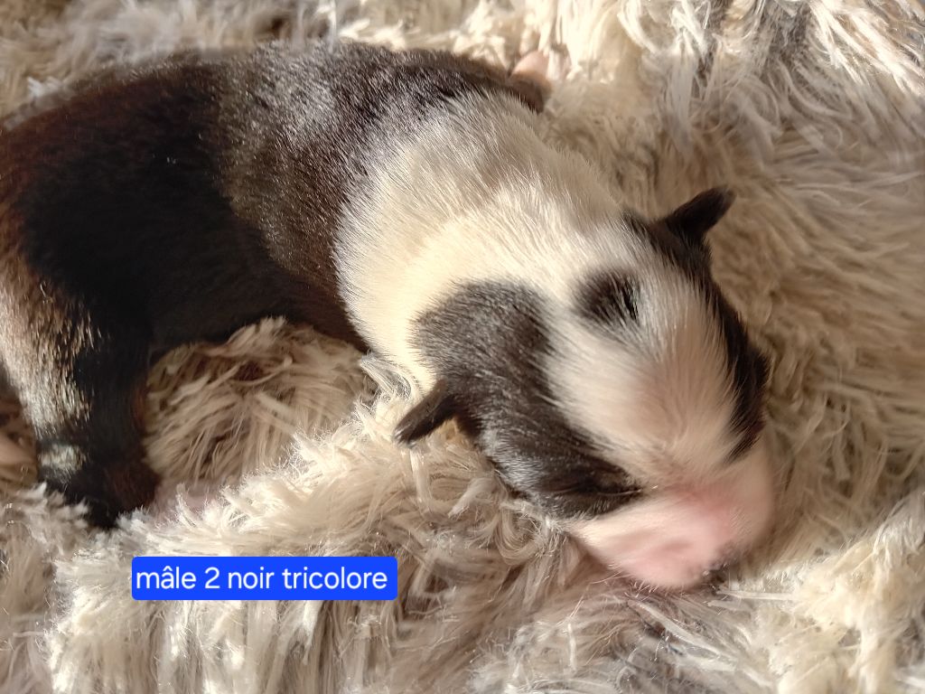 Du Castel D'Espago - Chiots disponibles - Berger Américain Miniature 