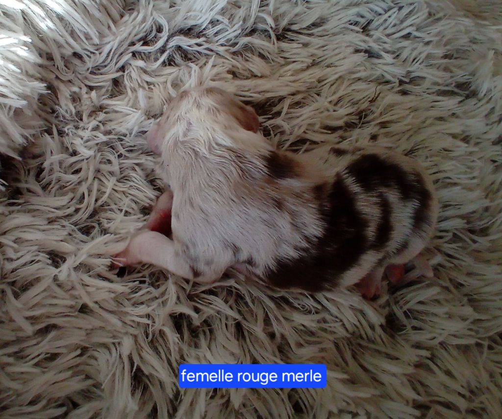 Du Castel D'Espago - Chiots disponibles - Berger Américain Miniature 